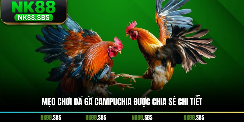 Mẹo chơi đá gà Campuchia được chia sẻ chi tiết Mẹo chơi đá gà Campuchia được chia sẻ chi tiết